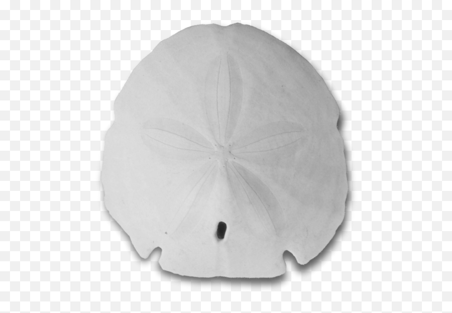 Download Free Png White Sand Dollar - Sand Dollar,Sand Dollar Png