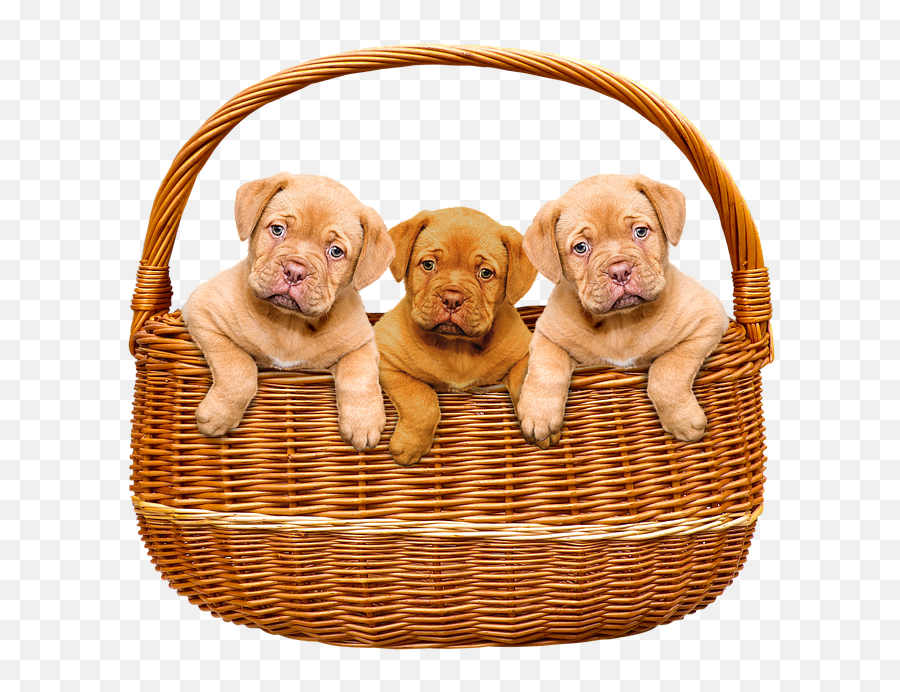 Basket Cute Puppies Animals Dogs - Puppies In Basket Transparent Png,Cute Puppy Png