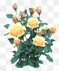 Script Library - Rose Plant Transparent Background png