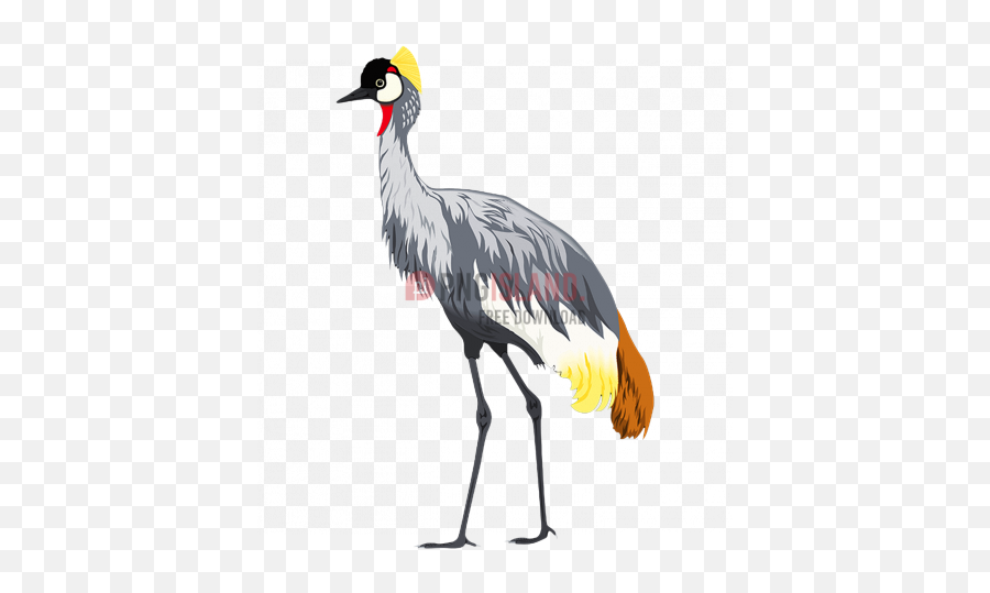 Crane Stork Bird Png Image With Transparent Background - Crowned Crane Bird Png,Bird Transparent Background