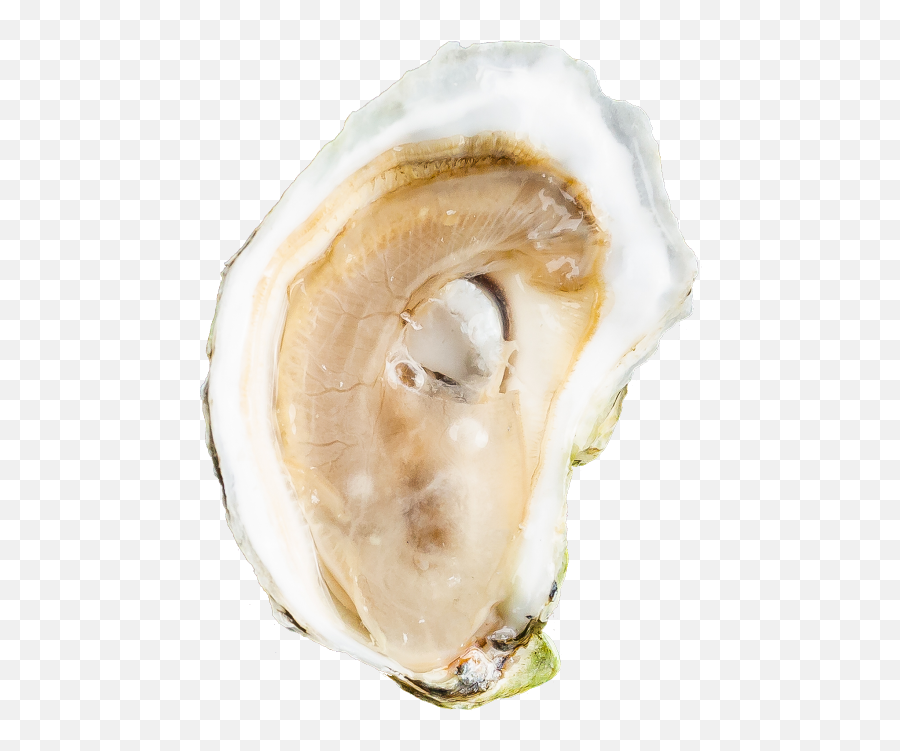 Basket Island - Shell Png,Oysters Png