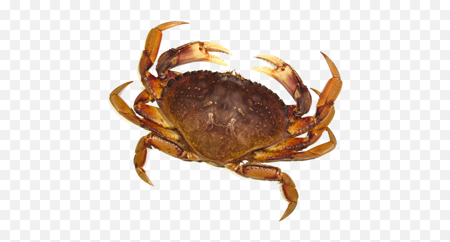 Crab Png - Transparent Background Crab Png,Crab Png