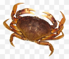 Crab Png - Transparent Background Crab Png,Crab Png
