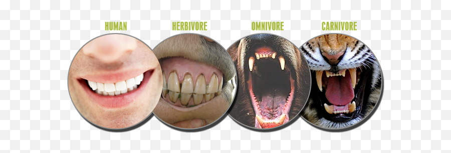 Is Vegetarianism Unnatural U2014 Steemit - Do Humans Have Canine Teeth Png,Sharp Teeth Png