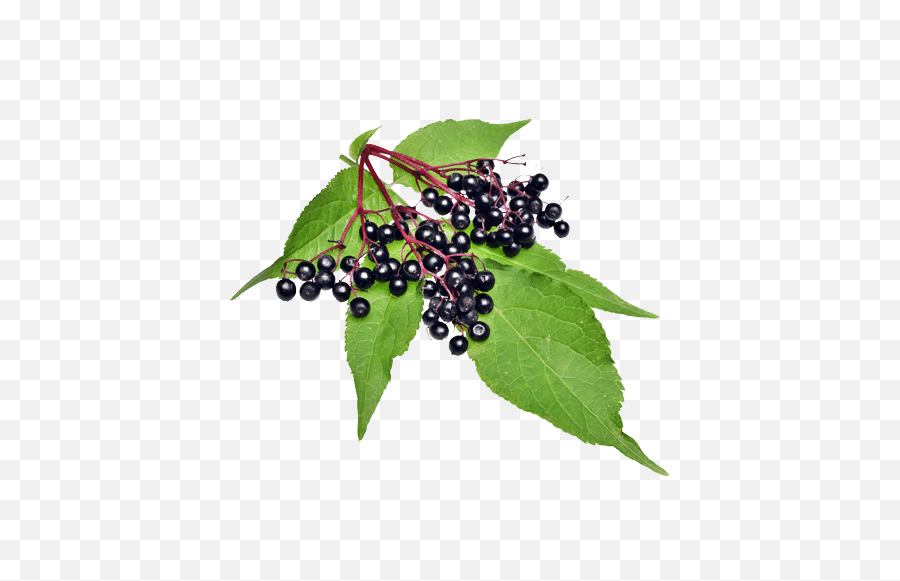 Elderberry Information - Rejuvenated Health Supplements Global Elderberry Png,Berry Png