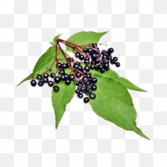 Elderberry Information - Rejuvenated Health Supplements Global Elderberry Png,Berry Png