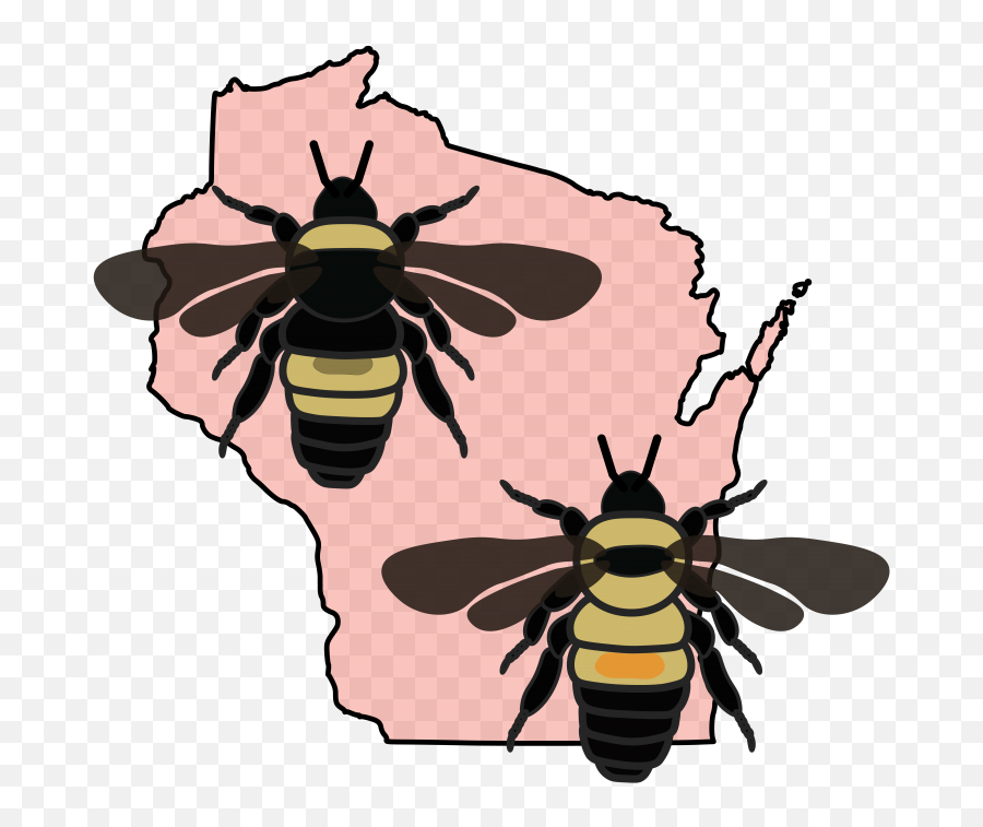 Bumble Bees Of Wisconsin U2013 Online Guide Information And - Brown Belted Bumble Bee Png,Transparent Bee