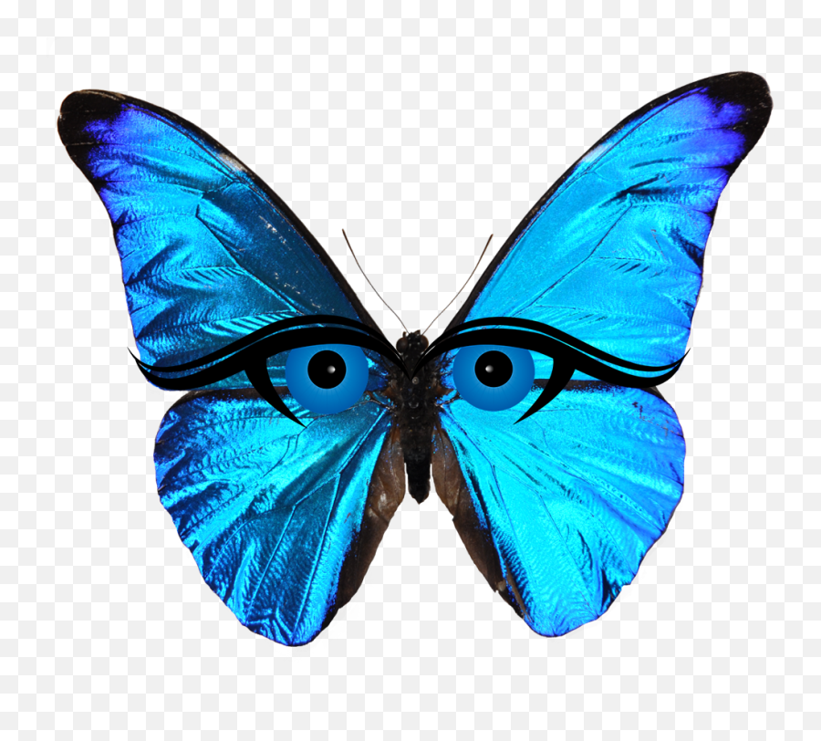 Lucas Emoji - Swallowtail Butterfly Png,Butterfly Emoji Png