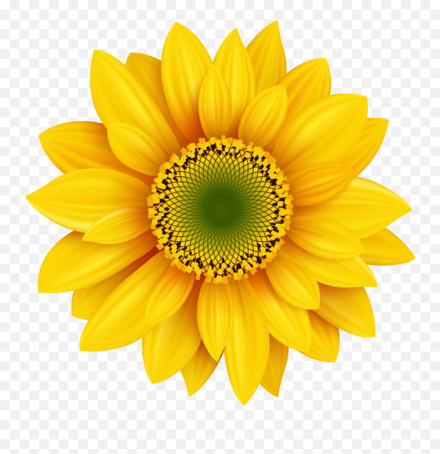 Free Transparent Royaltyfree Png - Corbatin De Girasol,Sunflower Icon