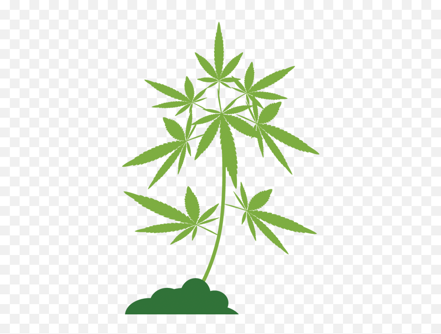 Your Guide To Marijuana In Illinois Chicago News Wttw - Vector Graphics Png,Marijuana Plant Png