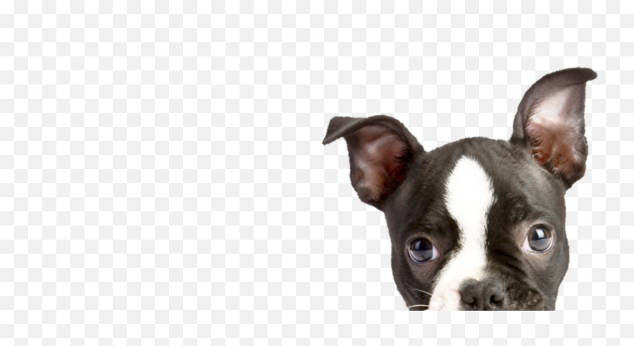 Peeping Puppy2 - Dog Dog Transparent Cartoon Jingfm Boyd County Animal Shelter Png,Peeking Png