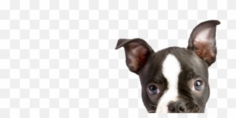 Peeping Puppy2 - Dog Dog Transparent Cartoon Jingfm Boyd County Animal Shelter Png,Peeking Png