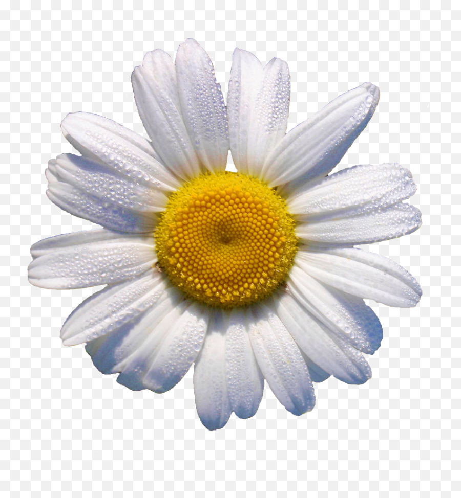 Download White Daisy This Would Look - Clip Art Png,Transparent Daisy