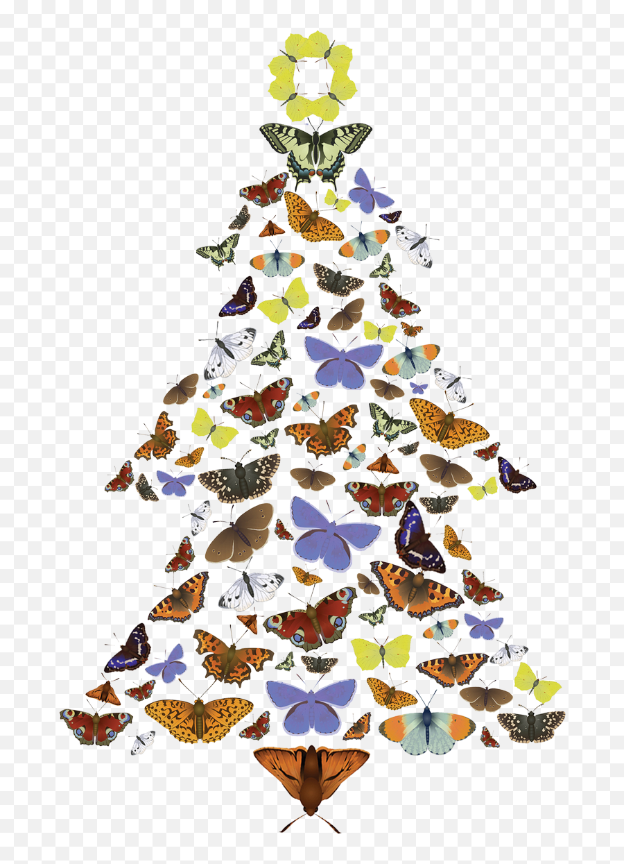 Download Hd The Pine Carpet Moth Loves Scots Trees - Christmas Tree Png,Pine Trees Png