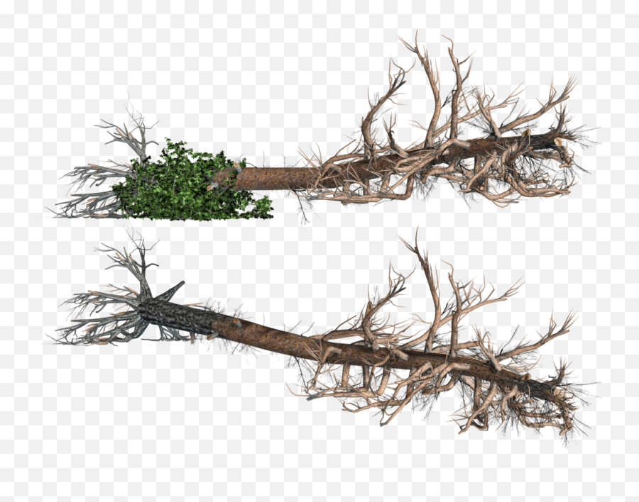 Roots Clipart Tree Icon - Fallen Tree Png,Fall Trees Png