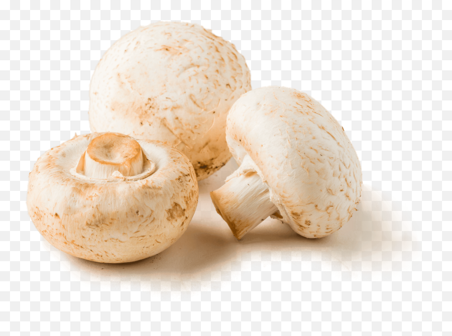 Download Braised Mushrooms - Champignon Mushroom Png Image Champignon Transparent,Mushroom Png