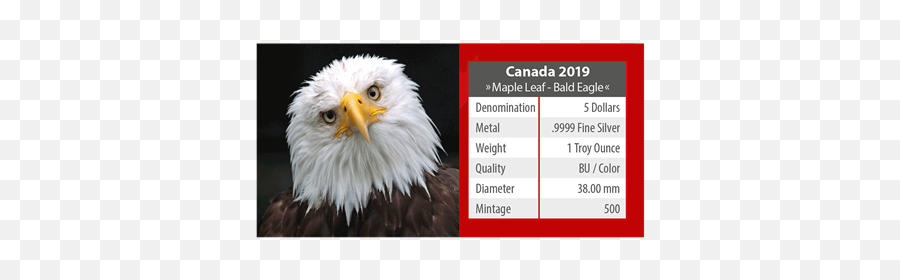 Canadau0027s Wildlife - Bald Eagle 4 1 Oz Silver Bu Emkcom Eagle Funny Face Png,Canada Leaf Png