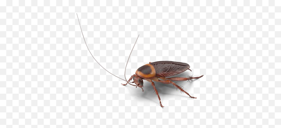 Roach Png Transparent Image - Oggy And The Cockroaches,Roach Png