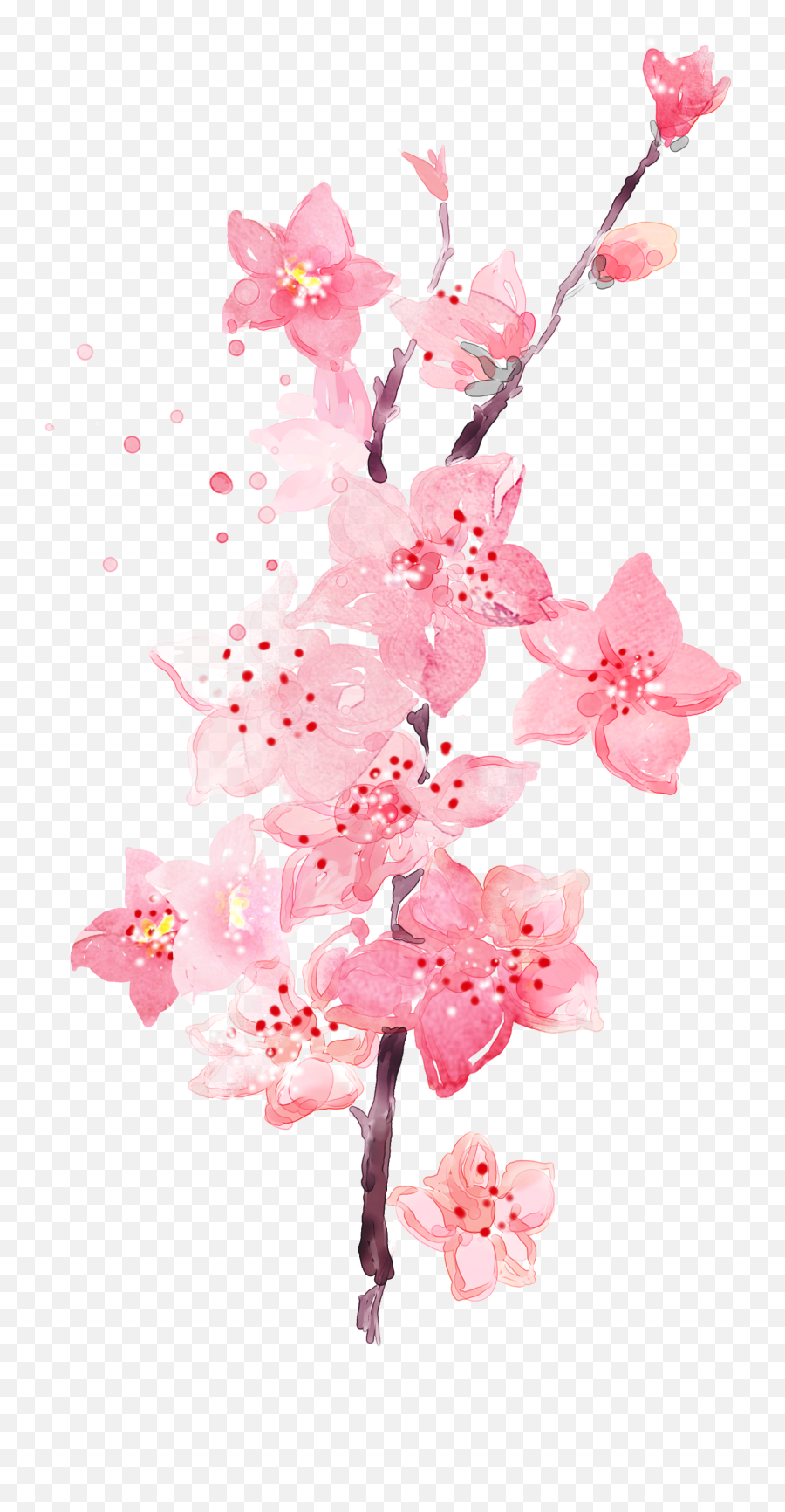 Download Watercolor Plum Blossom Transparent Decorative - Plum Blossom Png,Blossom Png