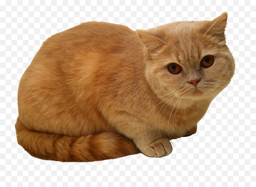 Download Sitting Cat Png Image For Free - Sitting Cat Png,Cats Png