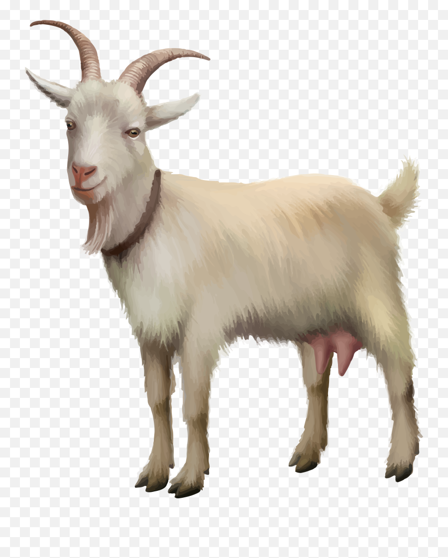 Rove Goat Sheep Stock Photography - Goat Png,Goat Png