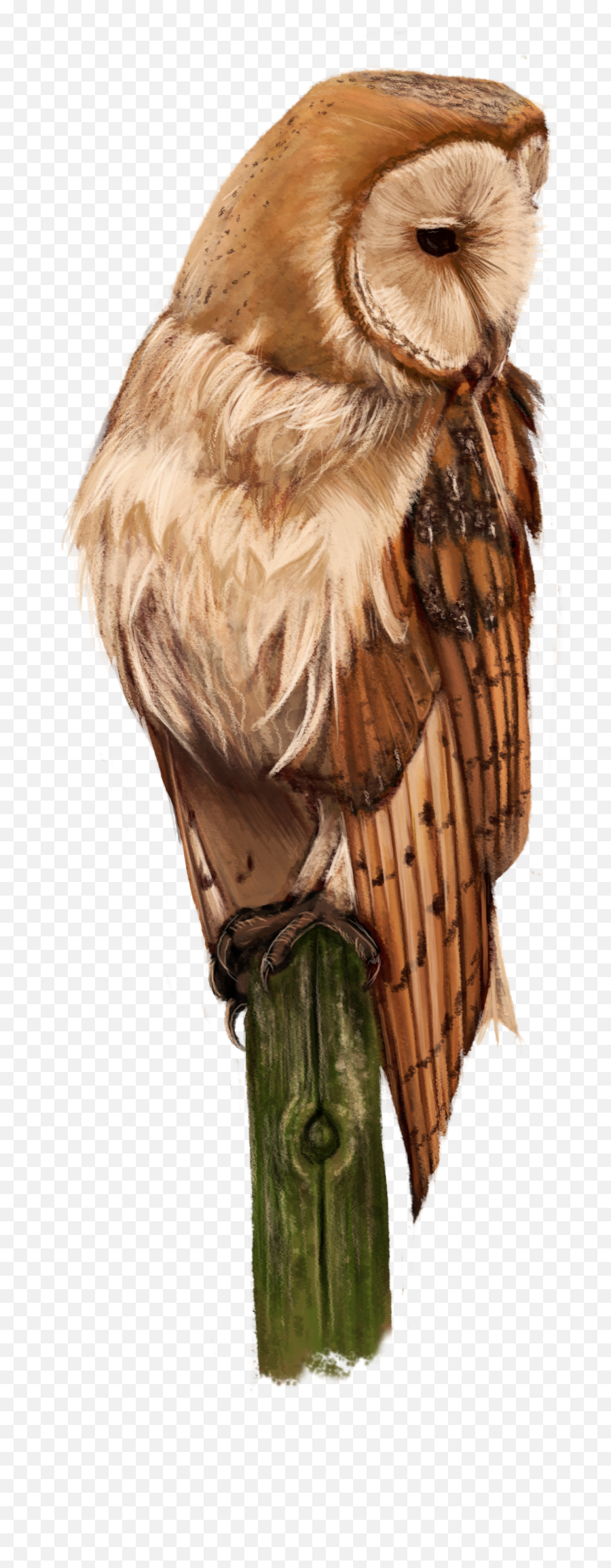 Barn Owl Full Size Png Download Seekpng - Buzzard,Barn Owl Png