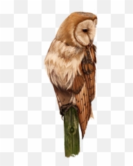 Barn Owl Full Size Png Download Seekpng - Buzzard,Barn Owl Png
