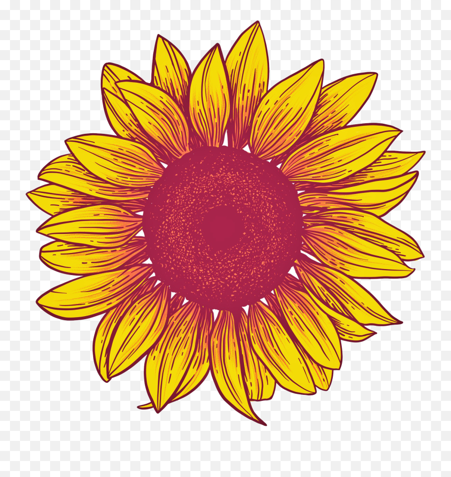 Sunflower Png Background - Png Transparent Background Sunflower Png,Sunflower Png