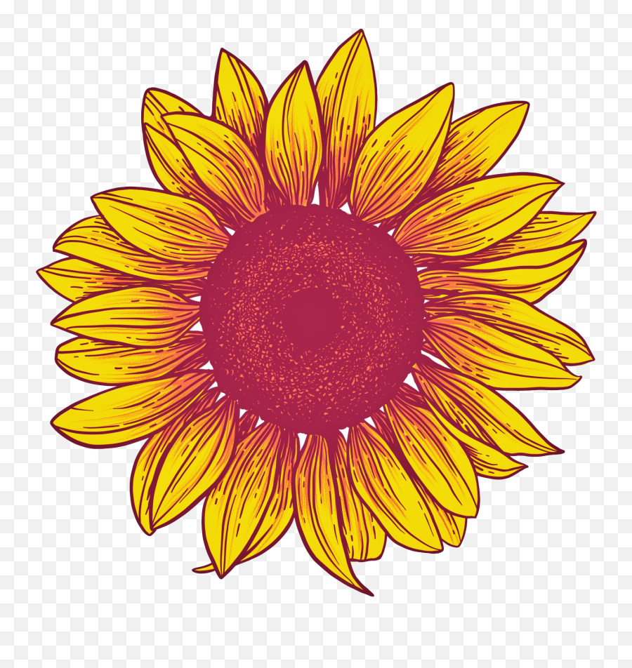 Free Free 294 Transparent Background Sunflower Clipart Sunflower Png SVG PNG EPS DXF File