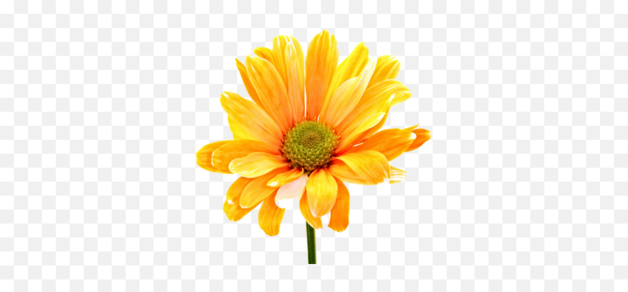 Download Flower Free Png Transparent Image And Clipart - Flower Png,Daisies Png