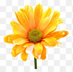 Download Flower Free Png Transparent Image And Clipart - Flower Png,Daisies Png