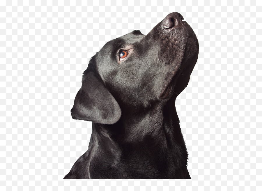 Download Cabeza Perro - Labrador Looking Up Png,Black Lab Png