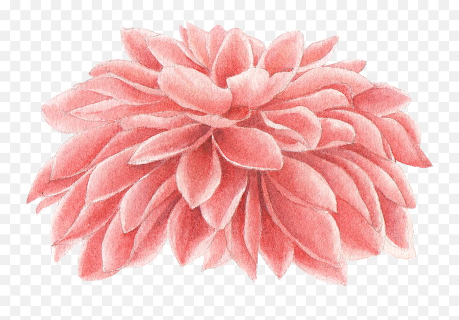 We Studio Dribbble - Chrysanthemum Watercolor Png,Pink Watercolor Png