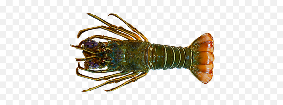 Green Lobster Ast - Costa Ittica Fish And Shellfish Producer Green Lobster Png,Lobster Png