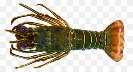 Green Lobster Ast - Costa Ittica Fish And Shellfish Producer Green Lobster Png,Lobster Png