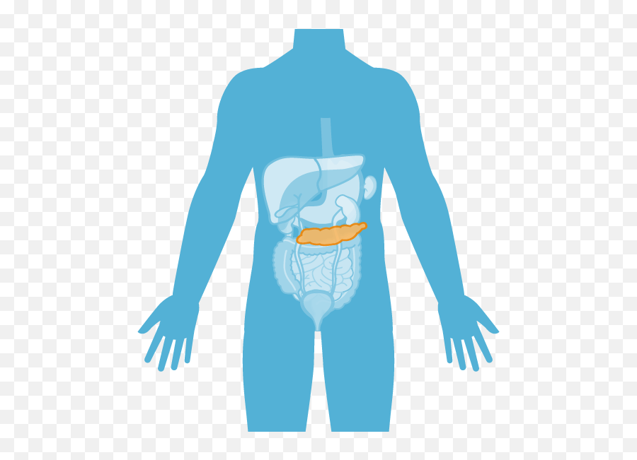 Páncreas - Ubicacion Del Pancreas Png Full Size Png Waistline,Ubicacion Png