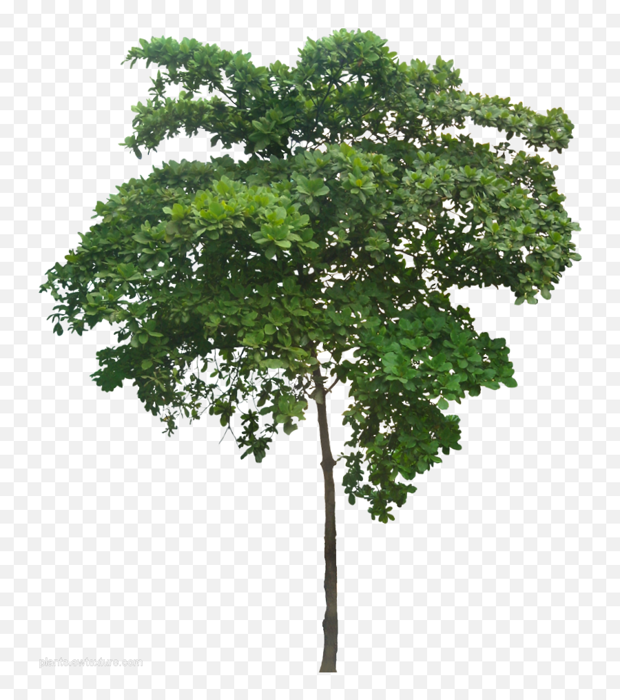 A Collection Of Tropical Plant Images With Transparent - Small Planter Trees Png,Tropical Plant Png