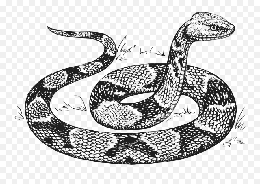 Facts And Stats About Snakes Lizards - Magnifyskill Snake Drawing Png,Snakes Png