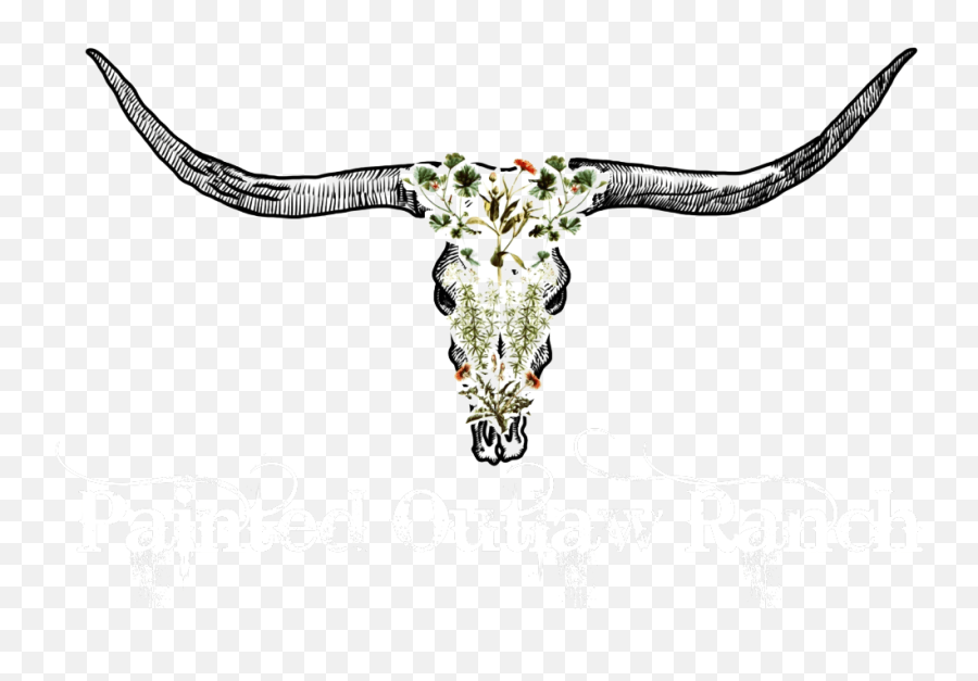 Painted Outlaw Ranch - Raising Texas Longhorns In Wisconsin Texas Longhorn Png,Longhorn Logo Png