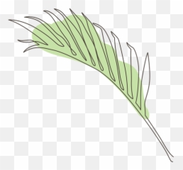 Palm Leaf Line Drawing Design - Transparent PNG u0026 SVG vector Leaf Line Drawing Png