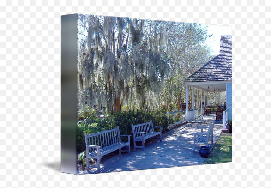 Spanish Moss - Outdoor Bench Png,Spanish Moss Png