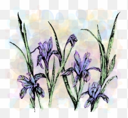 Pacific Grove Museum Png Wildflowers
