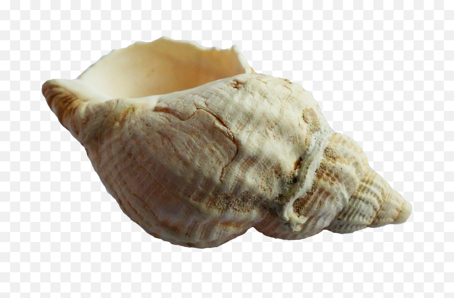 Seashell Png - Sea Shell Png,Sea Shell Png