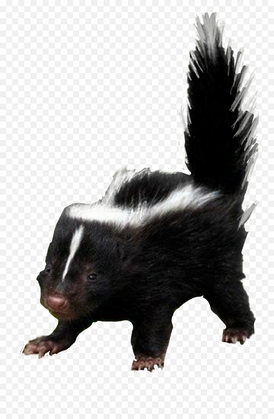 Largest Collection Of Free - Toedit Sigung Stickers Striped Skunk Png,Skunkette Furry Icon