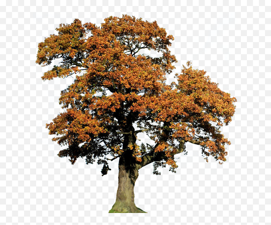 Oak Tree Clipart - Oak Png,Fall Trees Png