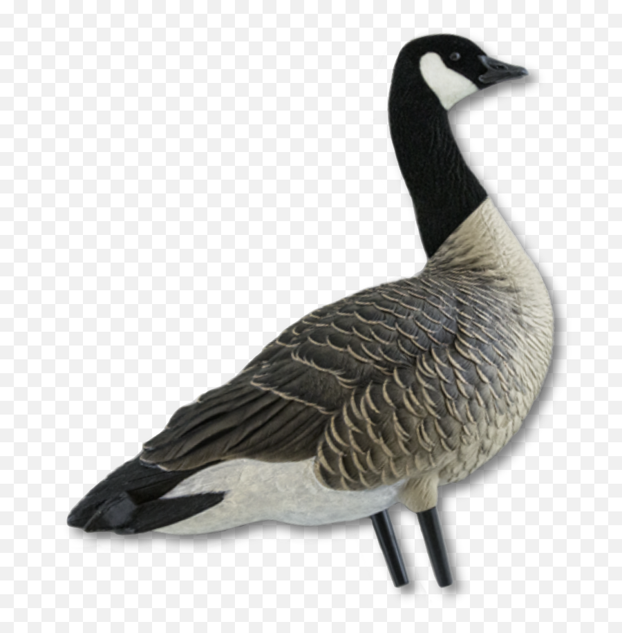 Avian - Canada Goose Png,Goose Transparent