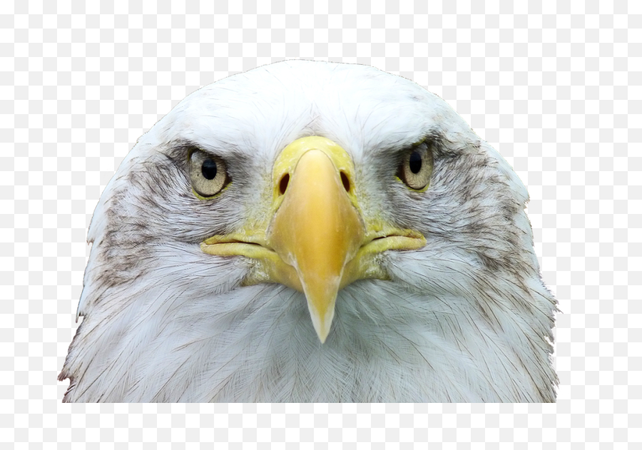 Adler White Tailed Eagle Bald - American Eagle Head Png,Eagle Head Png