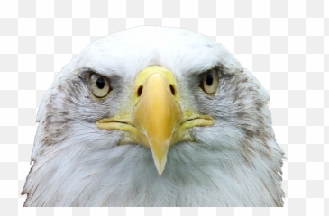 Adler White Tailed Eagle Bald - American Eagle Head Png,Eagle Head Png