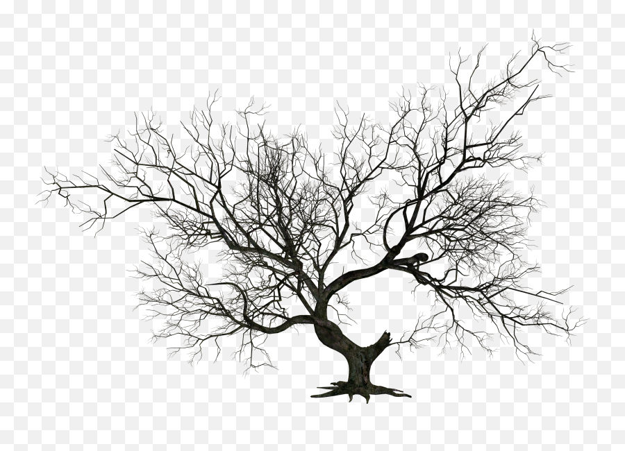 Dying Tree Png Transparent Collections - Dead Tree Png,Forest Trees Png