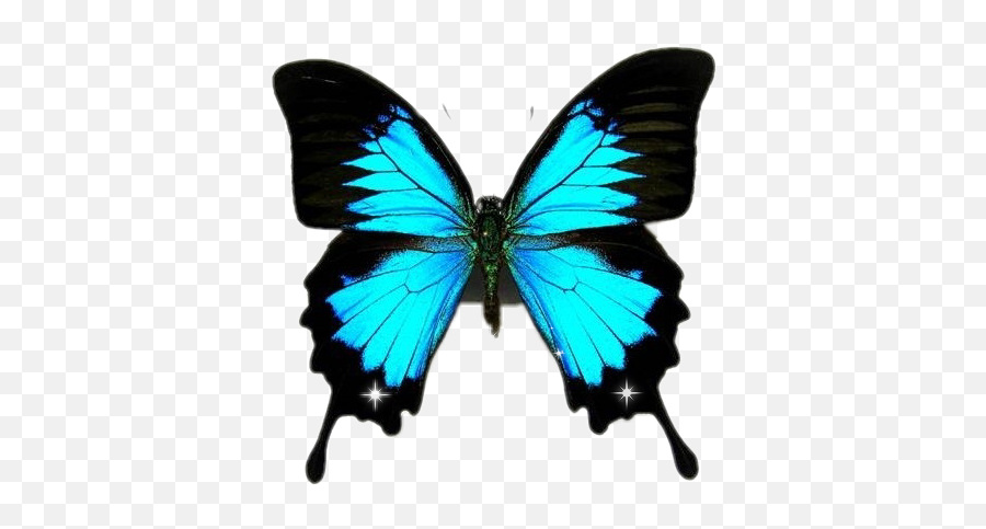Download Free Png Mariposa An1julia Picsartphoto Tattoo - Blue Butterfly With Tail,Mariposa Png